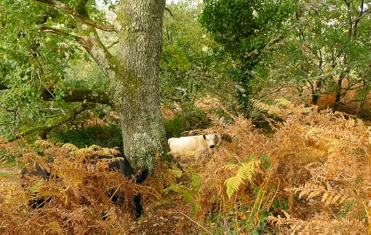 Big beasts of the hill