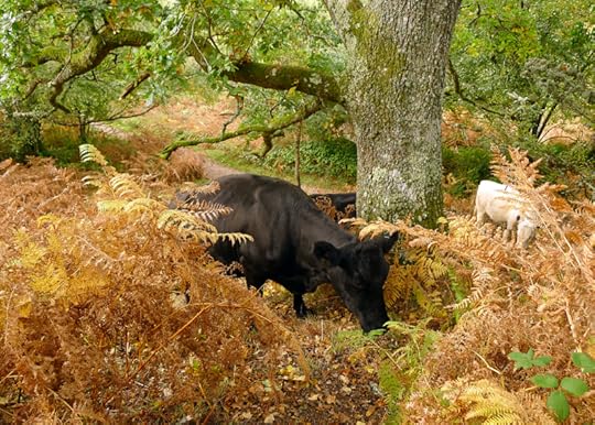 Cows in the bracken 1