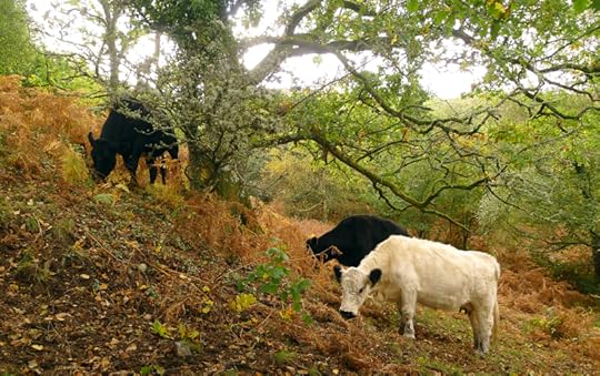 Cows in the bracken 3