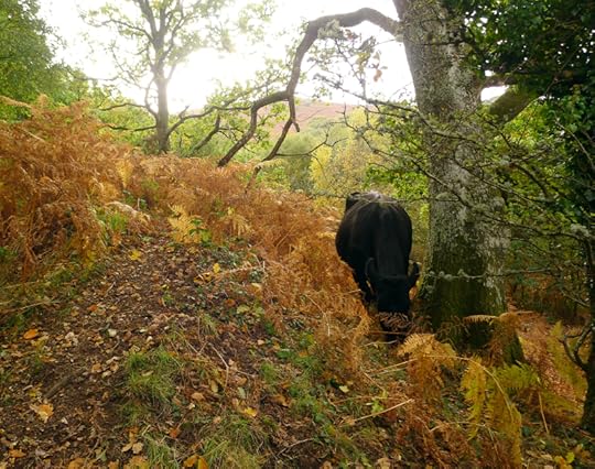 Cows in the bracken 3
