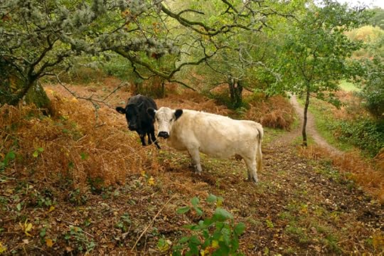 Cows in the bracken 4