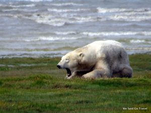 Walking with Polar Bears by Lisa Niver with Churchill Wild near Hudson Bay