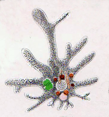 Amoeba proteus 2.jpg