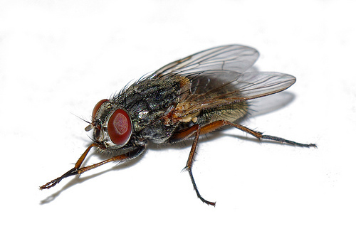 shoo fly don't bother me