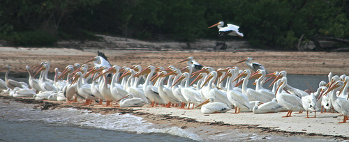 Pelicans xxx