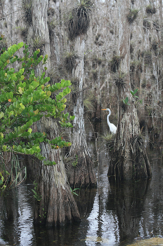 Great Egret at Work