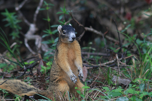Big Cypress Fox Squirrel
