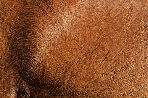 Acadia - horse 498