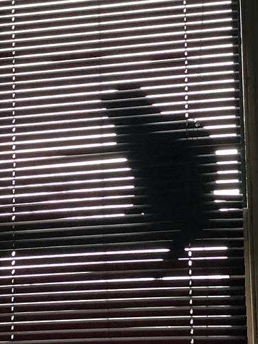 Cat in the Window