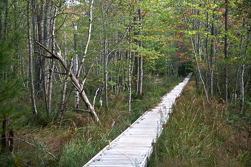 The Wild Gardens of Acadia 488