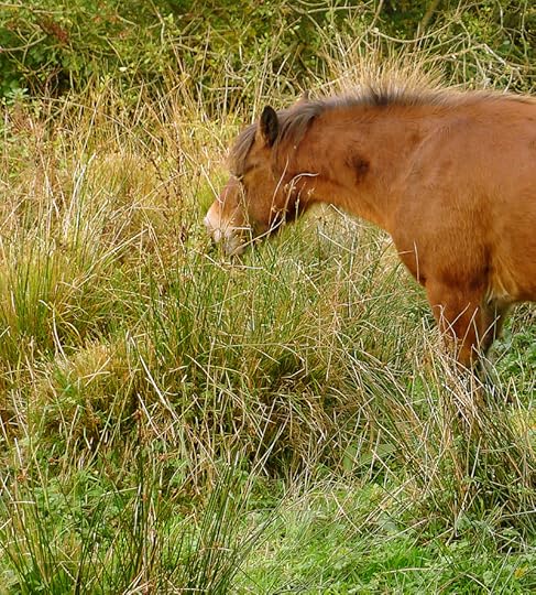 Dartmoor pony 1