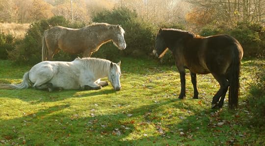 Dartmoor ponies