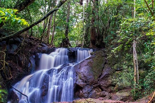 Karura forest near Nairobi, Kenya