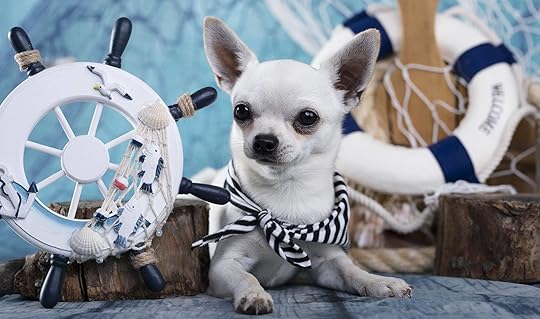 Sailing Chihuahua