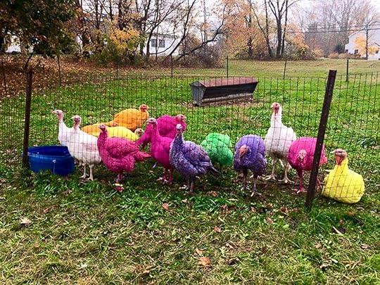 Image result for dyed turkeys ct