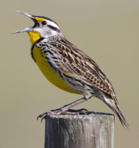 Eastern Meadowlark