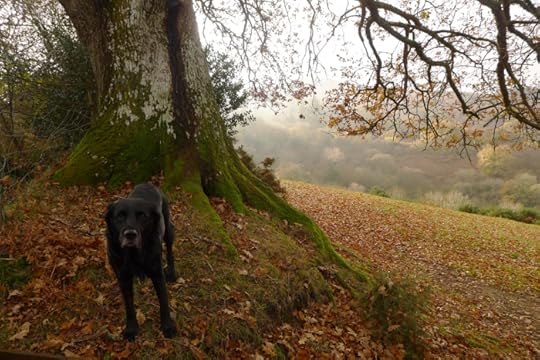 Morning under the oak