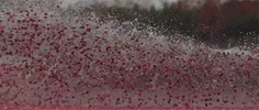 action sports bog GIF