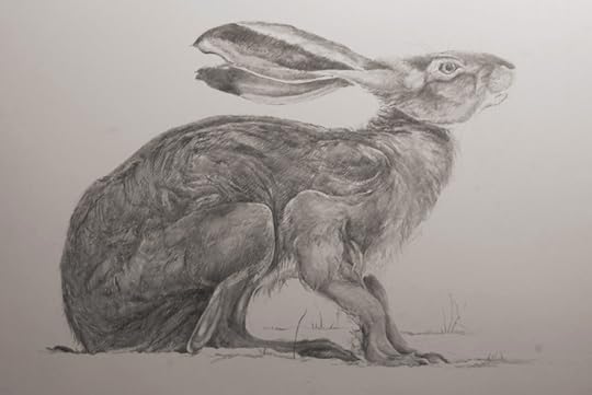 Hare drawing by Jackie Morris