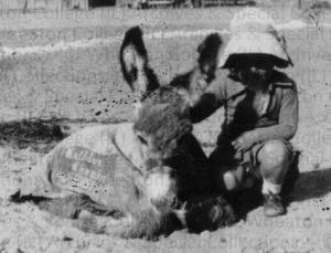 Peter Kay, ANZAC, Oswald Chambers, Zeitoun, Heliopolis, Desert Mounted Corps, Australian remounts, WWI, Battle of Beersheba, YMCA, 2nd Australian Remounts