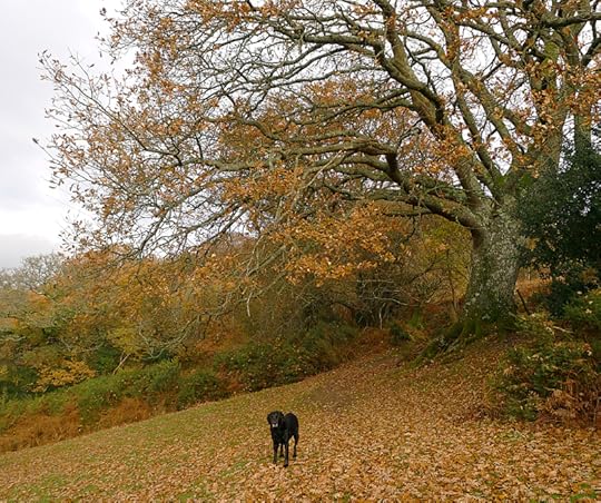 Tilly and the oak elder