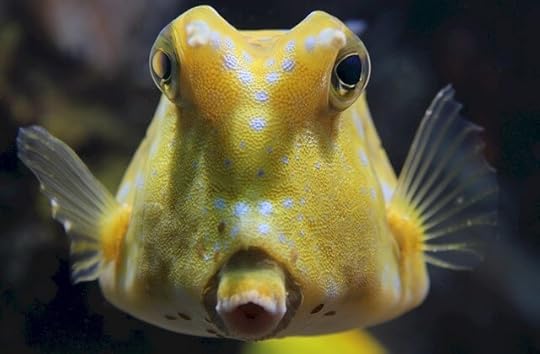“Dive in” vs. “Delve in” - fish