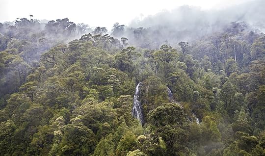 Treetops in the rain forest, Carretera Australl, Chile