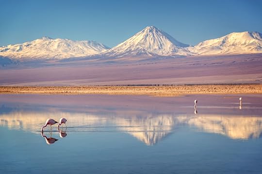 Laguna Chaxa and Andean flamingos, Atacama salar, Chile