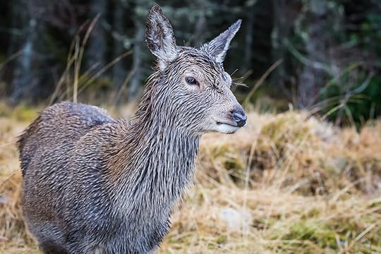 Close up of a doe