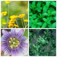 Your Free Psychic Herb Reading – Pick a Photo