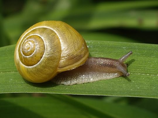 Be like the snail