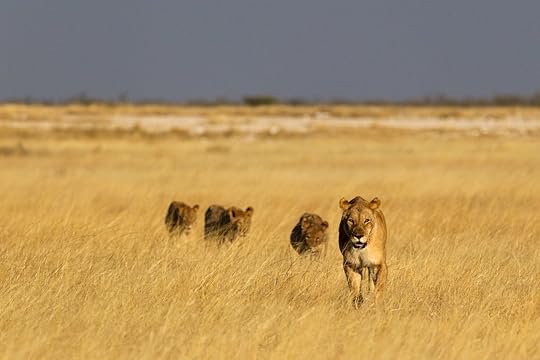 lion walking in grass at Etosha National Park, Namibia