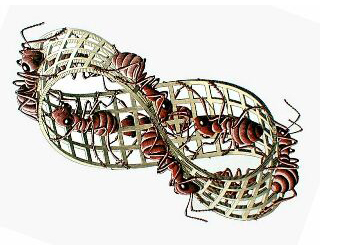 No matter how many loops or leaps, a time traveler's personal time is always continuous. (M.C. Escher, red ants on a Mobius strip)