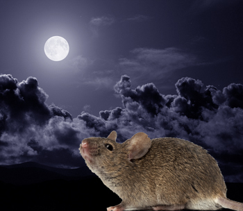 Full-Moon-moon copy