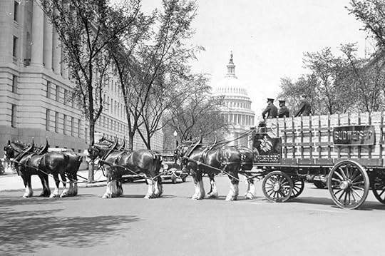 Budweiser Clydesdale