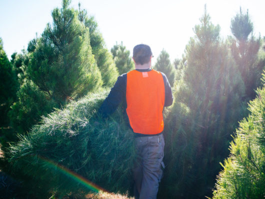 Keep It Fresh! 7 Tips to Help Make a Christmas Tree Last Longer