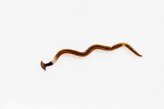 Hookworm up close of the hook-like mouth