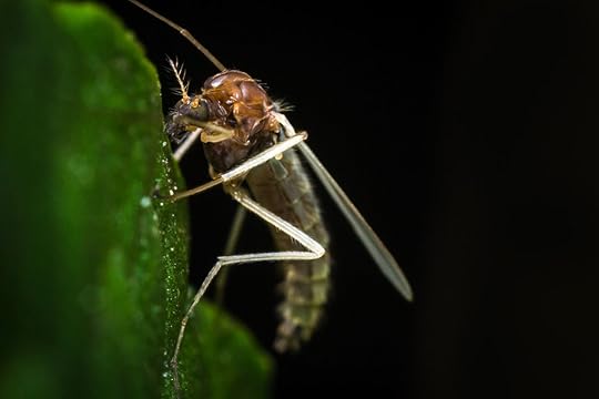Close up macro of small sand fly on green leaf
