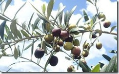 Olive Branch