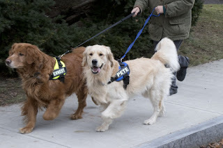 julius k9 harness cocker spaniel