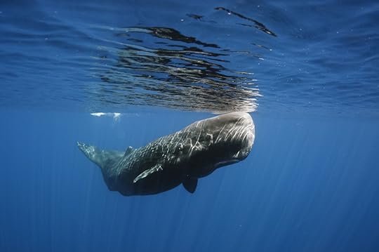 Sperm whale swimming off Sri Lanka
