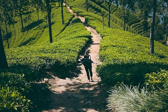 girl runs along the path in tea plantations, beautiful green landscape, Sri Lanka