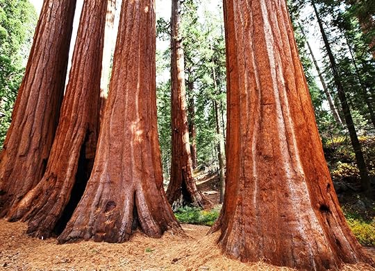 Mariposa Grove, sequoia trees, Yosemite