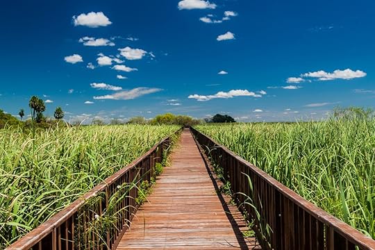 Boardwalk over wetlands in Nature Reserve Esteros del Ibera, Argentina