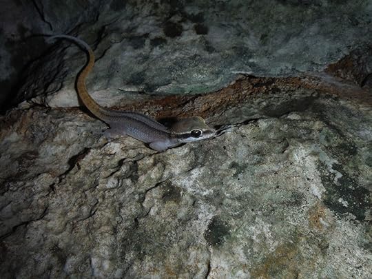 Gecko species discovered in Mekong region