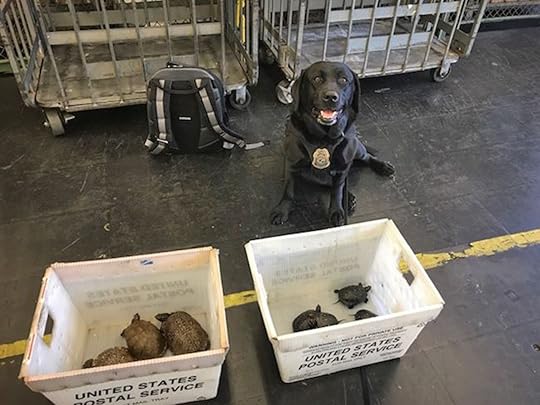 U.S. Fish and Wildlife Service K9 with detected live animals