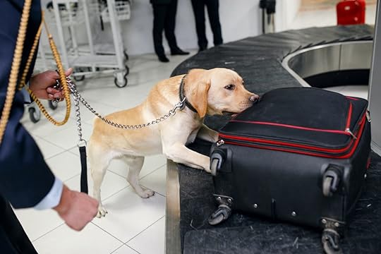 Drug detection dog at the airport searching drugs in the luggages