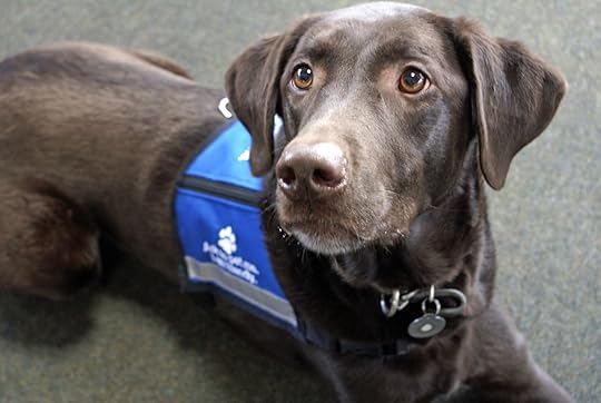 Chocolate lab from a K9 unit staring expressively at the camera