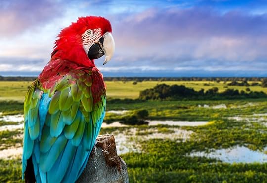 red macaw against a natural background