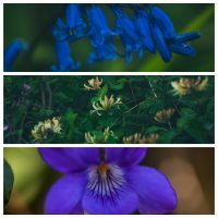 The Hedgerow Foragers Oracle – Pick A Flower – By Our Psychic Violet